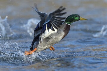 Mallard (Anas platyrhynchos), drake in flight, North Hesse, Hesse, Germany, Europe