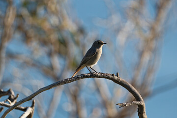 Black Redstart, Phoenicurus ochruros, single bird on branch with a blue background