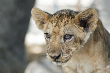 Lion (Panthera leo), young, 3 months, captive