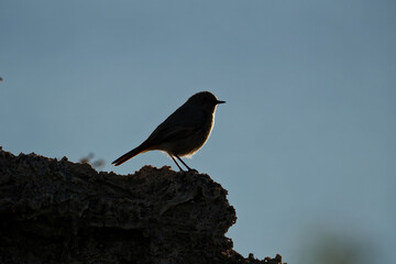 Black Redstart (Phoenicurus ochruros) on the edge of a cliff in the sun. Silhouette of a bird sitting on a rock at sunset.