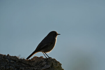 Black Redstart (Phoenicurus ochruros) on the edge of a cliff in the sun. Silhouette of a bird sitting on a rock at sunset.