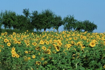 Sunflower field, Baden-Wurttemberg, Germany / (Helianthus spec.)