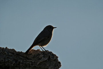 Black Redstart (Phoenicurus ochruros) on the edge of a cliff in the sun. Silhouette of a bird sitting on a rock at sunset.