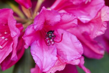 Rhododendron arboreum flower with beetle Coleoptera