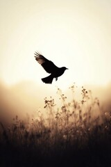 Fototapeta premium Silhouette of a Bird in Flight at Sunset