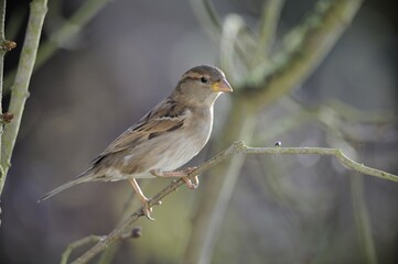 Female House sparrow (Passer domesticus)