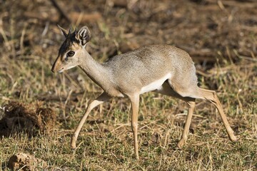 Dik-dik (Madoqua), Samburu National Reserve, Kenya, Africa