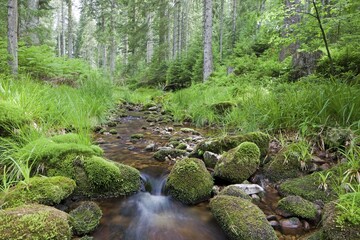 Obraz premium Idyllic mountain stream in the northern Black Forest, Forbach, Herrenwies, Baden-Wuerttemberg, Germany, Europe