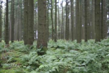 European garden spider (Araneus diadematus) in web between fir trunks (Picea abies)