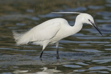 Little Egret (Egretta garzetta)