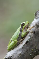 Tree frog (Hyla arborea) on branch, Rhineland-Palatinate, Germany, Europe