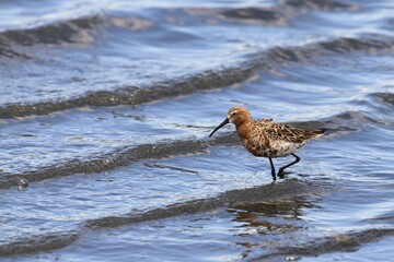 Curlew sandpiper (Calidris ferruginea), adult adult bird in nuptial plumage standing in the water with waves, National Park Coto de Doñana, Andalusia, Spain, Europe