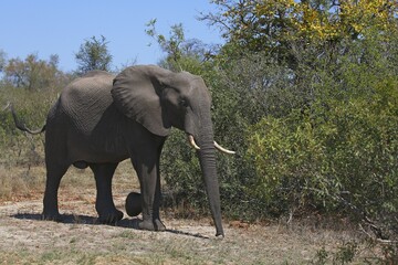 African bush elephant (Loxodonta africana) in the bush, adult, Kruger National Park, South Africa,...