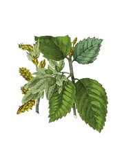 Hornbeam, historical illustration