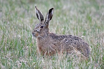 European hare (Lepus europaeus) sits attentively in a meadow, Burgenland, Austria, Europe