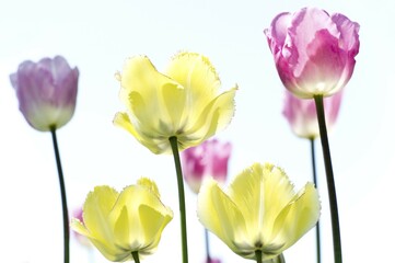 Blooming colourful Tulips (Tulipa), Germany, Europe