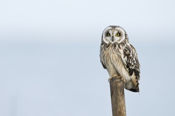Short-eared Owl (Asio flammeus), Lower Saxony, Germany, Europe