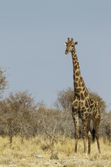 South African giraffe (Giraffa camelopardalis giraffa) male attentively observing waterhole surroundings before approaching, Etosha National Park, Namibia, Africa