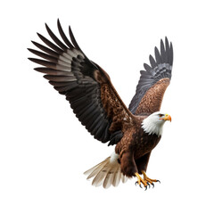 Obraz premium Bald Eagle Soaring with Powerful Wings Spreading Wide