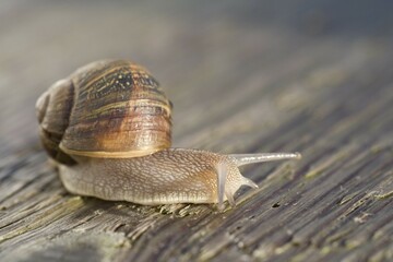 Roman Snail or Edible Snail (Helix pomatia) crawling across a wooden board