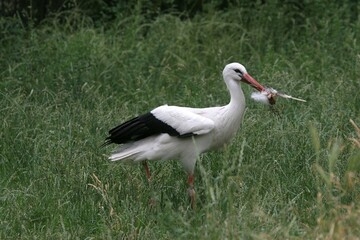 Fototapeta premium White Stork (Ciconia ciconia) collecting nesting material