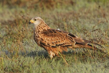 Red kite (Milvus milvus), adult in the grass with morning dew, Allgäu, Bavaria, Germany, Europe