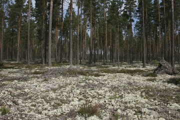 Pine (Pinus sylvestris) forest and Reindeer Lichen or Caribou Moss (Cladonia rangiferina), Sweden,...