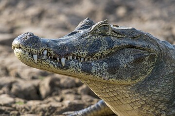 Spectacled caiman (Caiman crocodilus yacare), animal portrait, Pantanal, Mato Grosso, Brazil, South America