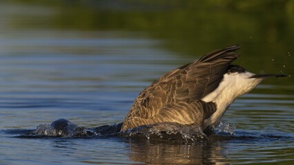 Canada Goose (Branta canadensis), bathing with head under water Kemnade, Witten, North Rhine-Westphalia, Germany, Europe