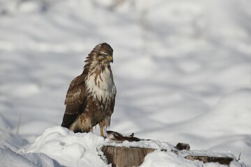 Common buzzard (Buteo buteo), winter, snow, Allgaeu, Bavaria, Germany, Europe