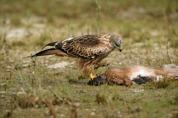 Red Kite (Milvus milvus) feeding on hare, Allgaeu, Bavaria, Germany, Europe