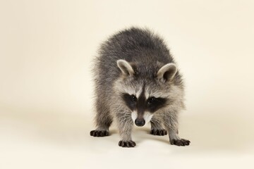 Raccoon (Procyon lotor), young animal, age 4 months, captive, Germany, Europe