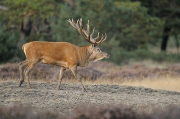 Red Deer (Cervus elaphus), deer rut, Hoge Veluwe National Park, Gelderland, Netherlands, Europe