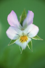 Fototapeta premium Wild Pansy, Baden-Wurttemberg, Germany / (Viola tricolor)