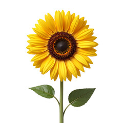 Bright Yellow Sunflower Blooms with Green Leaves