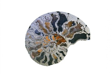 Fossil, ammonite, cross section, cut out © Oliver Brandt/imageBROKER