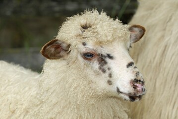Portrait of a wallachian sheep (highly endangered landrace sheep)