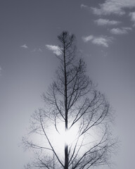 冬の木立と日の光