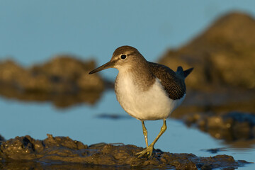 Common sandpiper (Actitis hypoleucos)