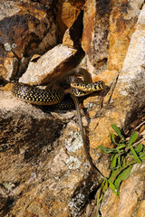 Green (western ) whip snake // Gelbgrüne Zornnatter (Hierophis viridiflavus) - Sicily, Italia