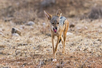 Backed jackal (Canis mesomelas), Samburu National Reserve, Kenya, Africa