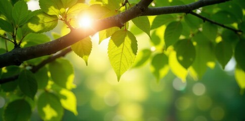 Obraz premium Sunlight filtering through the leaves of a tree, , dappled light, tree branches