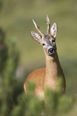 Roebuck (Capreolus capreolus), Stubai Valley, Tyrol, Austria, Europe