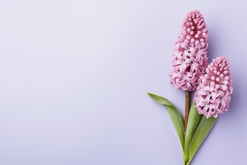 Obraz premium Ping Hyacinth spring flowers on side of pastel violet background. KI generiert, generiert AI generated