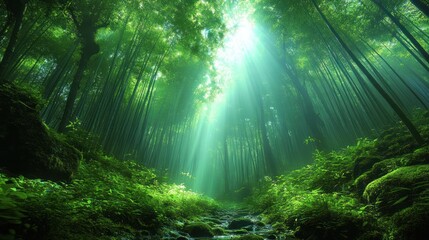Obraz premium Sunbeams illuminate lush green bamboo forest.