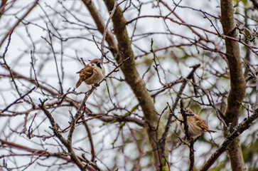 A pair of sparrows resting on a bare winter branch. Two sparrows perched calmly, serene mood, eye-level angle, natural light, winter setting, minimalistic composition, perfect for nature themes.