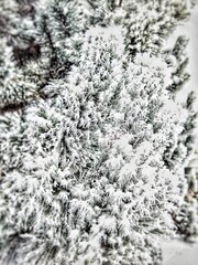 Frosted pine branches covered in intricate ice crystals. Frozen needles glistening, serene mood, close-up perspective, natural light, winter scene, delicate and detailed composition, ideal for seasona