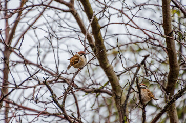 A pair of sparrows resting on a bare winter branch. Two sparrows perched calmly, serene mood, eye-level angle, natural light, winter setting, minimalistic composition, perfect for nature themes.