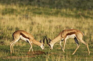 Springboks (Antidorcas marsupialis), fighting males, rainy season with green surroundings, Kalahari Desert, Kgalagadi Transfrontier Park, South Africa, Africa