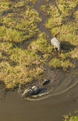 African Elephants (Loxodonta africana), two cows with calf in a freshwater marsh, aerial view, Okavango Delta, Botswana, Africa